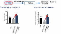 认识芯蕊康（克弗尔肽）预防动脉粥样硬化心血